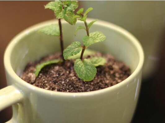 飲品——盆栽奶茶