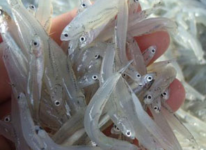 鯷魚是什麼魚? 小鯷魚和小銀魚怎麼區分