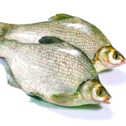 鯿魚