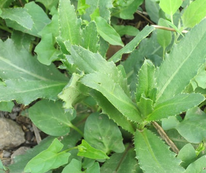 刺兒菜的家常做法大全和功效 刺兒菜怎麼做好吃