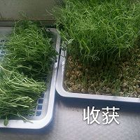 無土栽培豌豆苗的做法圖解7