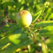 【酸棗的功效與作用】酸棗的營養價值