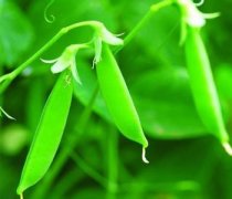 【荷蘭豆炒雜燴】荷蘭豆炒雜燴的做法_荷蘭豆炒雜燴的營養_荷蘭豆炒雜