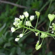 【薺菜的做法】薺菜怎麼吃_薺菜怎麼做好吃