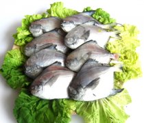 【鯧魚價格】鯧魚的做法_鯧魚的營養_鯧魚怎麼挑選